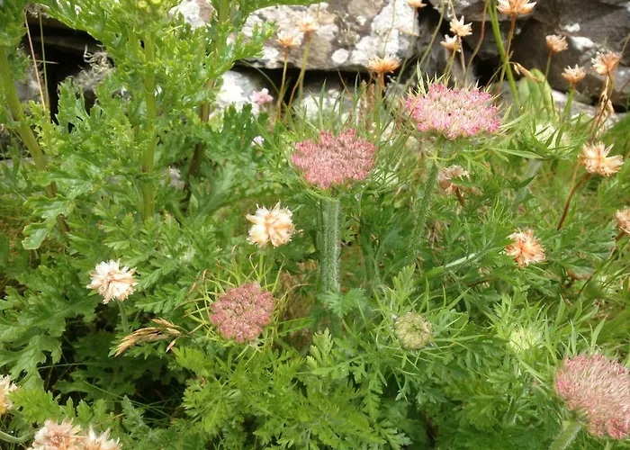 Cosy Milltown Malbay